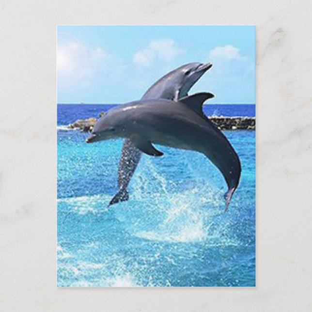 Dolphins Postcard (Front)