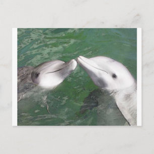 Dolphins Postcard