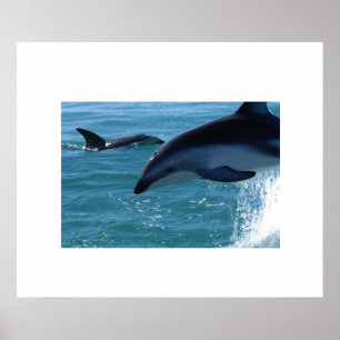 Dolphins Poster