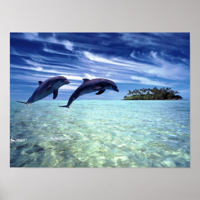 Dolphins Poster (Front)