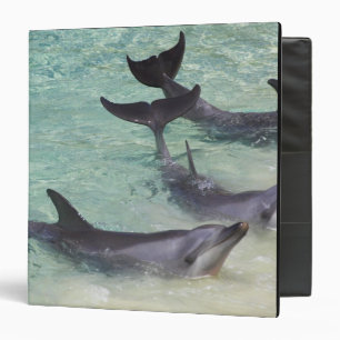 Dolphins, Sea World, Gold Coast, Queensland, Binder