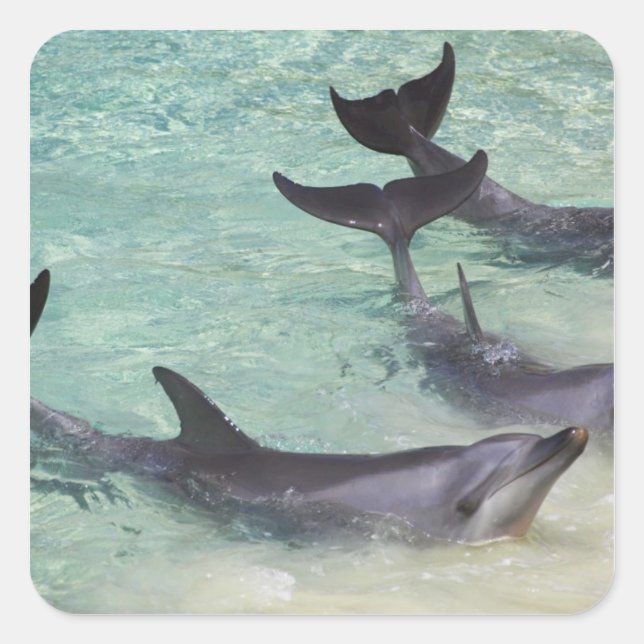 Dolphins, Sea World, Gold Coast, Queensland, Square Sticker (Front)
