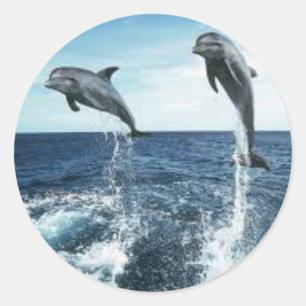 DOLPHINS STICKER