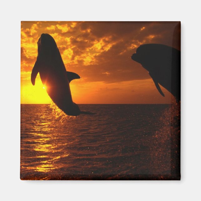 Dolphins Symphony at Sunset Magnet (Front)