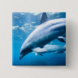 Dolphins Underwater 2 Inch Square Button