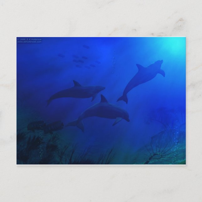 DOLPHINS UNDERWATER POSTCARD (Front)