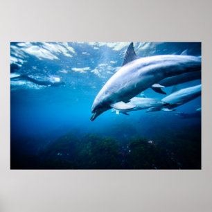Dolphins Underwater Poster