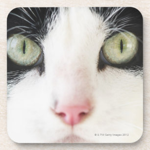 Domestic cat portrait coaster