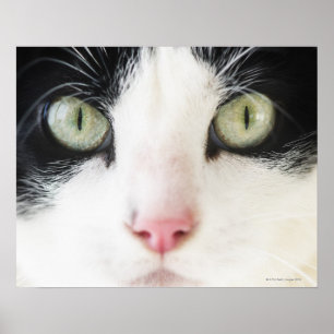 Domestic cat portrait poster