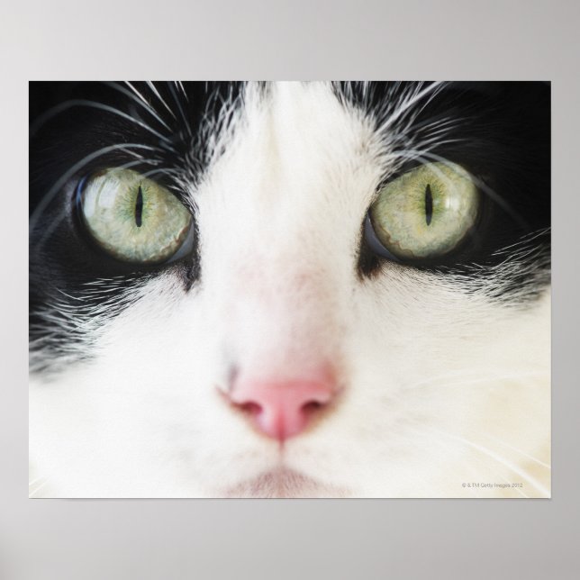 Domestic cat portrait poster (Front)