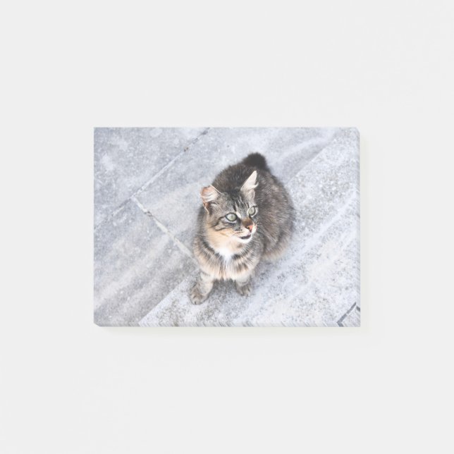 Domestic Cat Post-it Notes (Front)