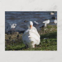 Domestic Goose preening Postcard