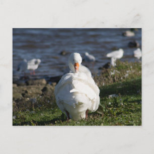 Domestic Goose preening Postcard