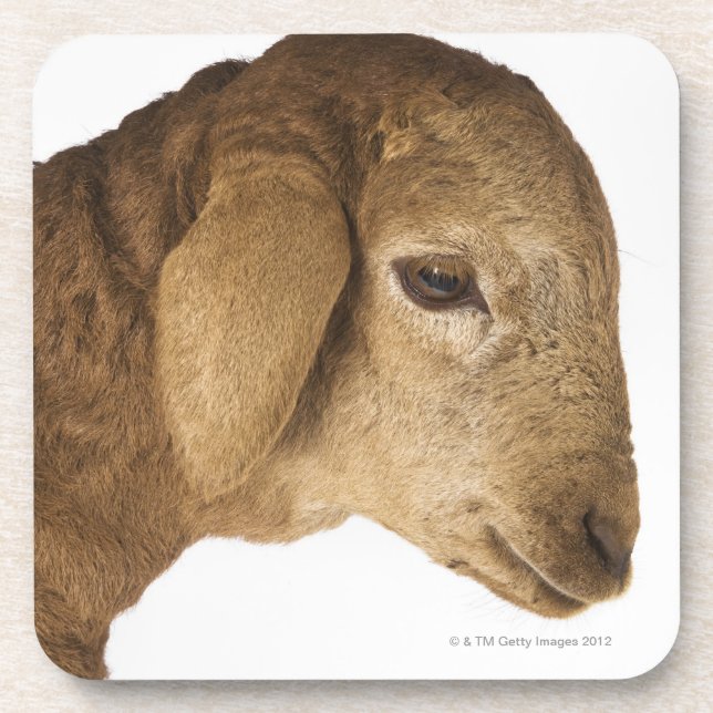 Domestic lamb coaster (Front)