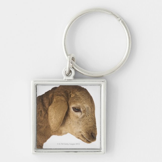 Domestic lamb keychain (Front)
