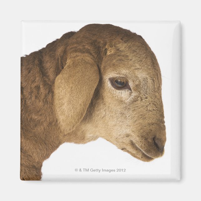 Domestic lamb magnet (Front)