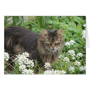 Domestic Long-Haired Cat