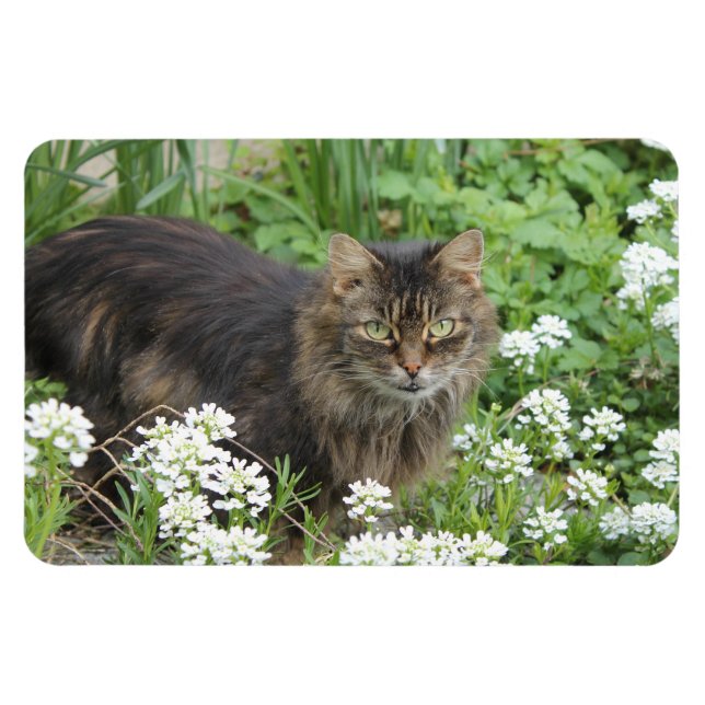 Domestic Long-Haired Cat Magnet (Horizontal)