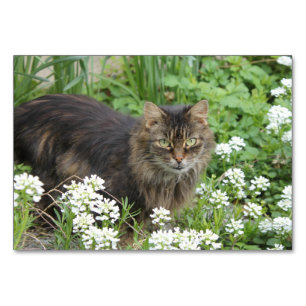 Domestic Long-Haired Cat Table Number