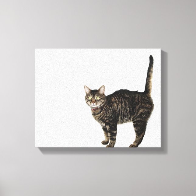 Domestic male tabby cat standing canvas print (Front)