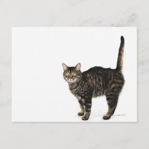 Domestic male tabby cat standing postcard