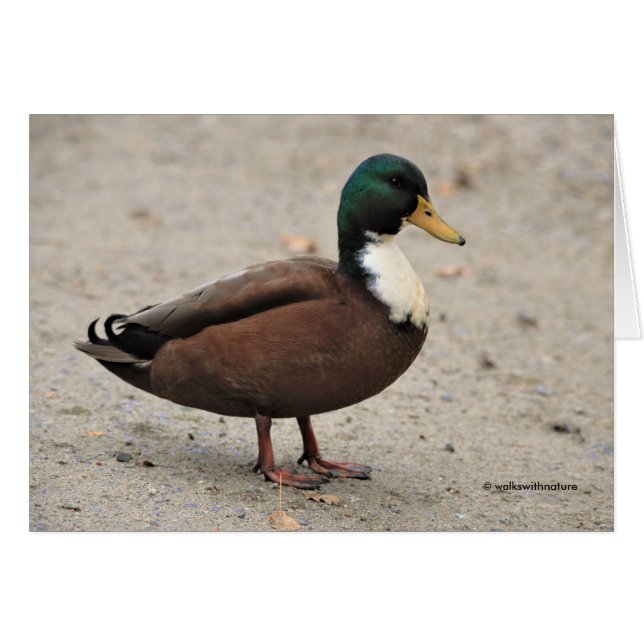 Domestic Mallard Duclair Bibbed Odd Duck (Front Horizontal)