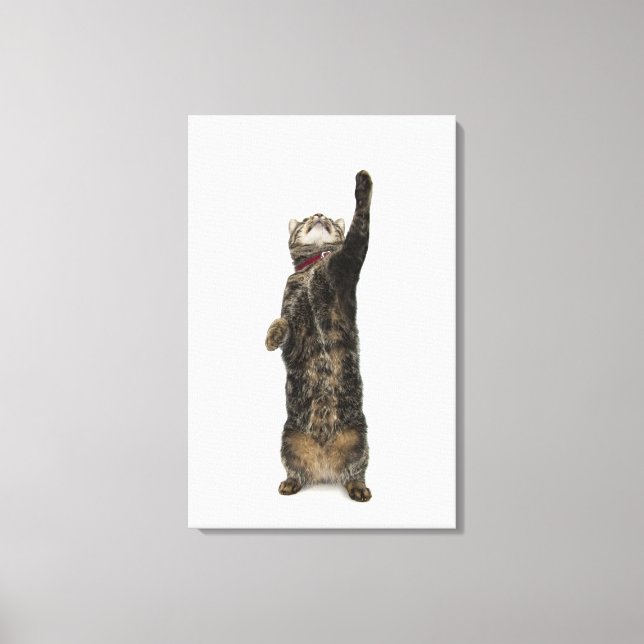 Domestic tabby cat standing on two legs reaching canvas print (Front)