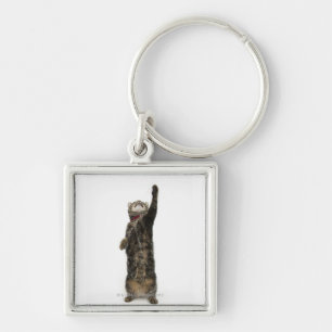 Domestic tabby cat standing on two legs reaching keychain