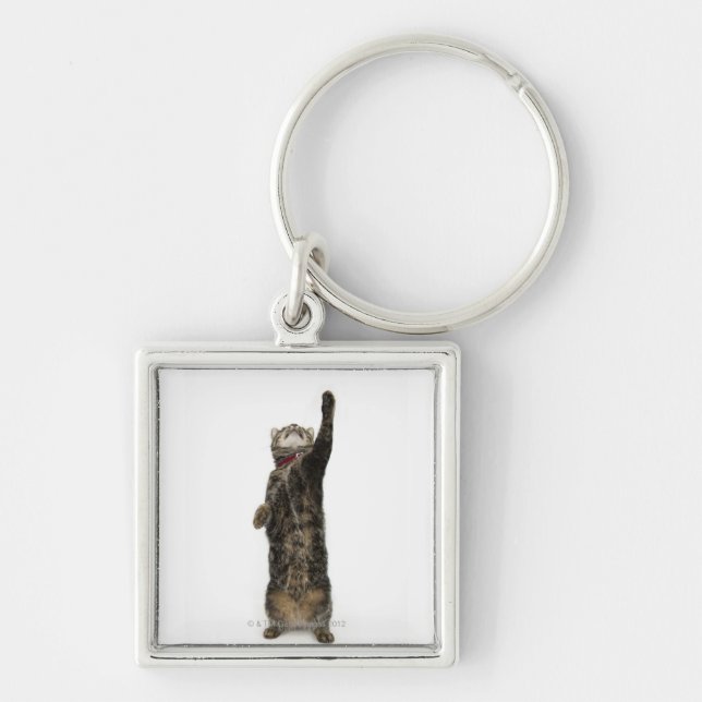 Domestic tabby cat standing on two legs reaching keychain (Front)
