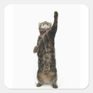 Domestic tabby cat standing on two legs reaching square sticker
