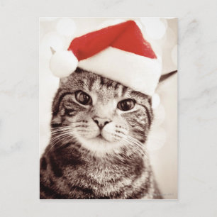 Domestic tabby cat wearing red Christmas hat Holiday Postcard
