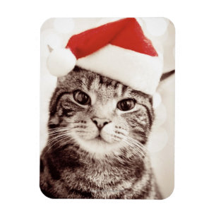 Domestic tabby cat wearing red Christmas hat Magnet