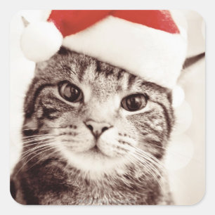 Domestic tabby cat wearing red Christmas hat Square Sticker