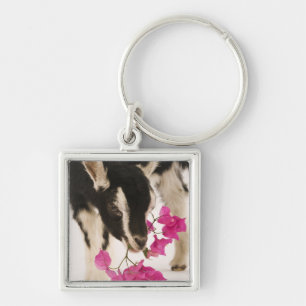 Domesticated British Alpine goat (kid). Black Keychain