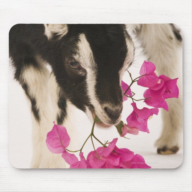 Domesticated British Alpine goat (kid). Black Mouse Pad (Front)