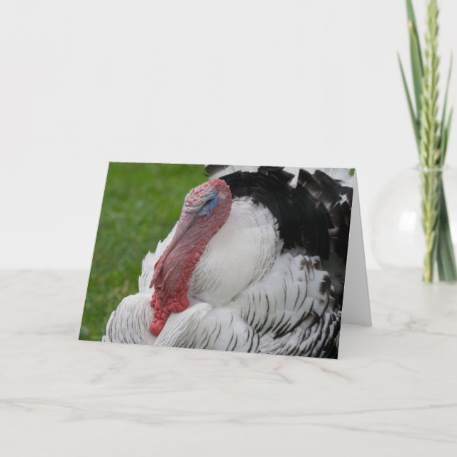 Domesticated Turkey Holiday Card (Front)