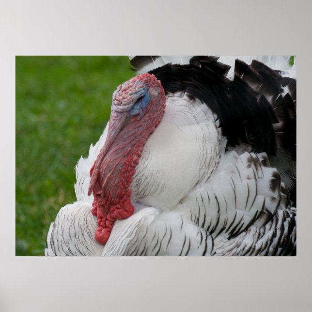 Domesticated Turkey Poster (Front)