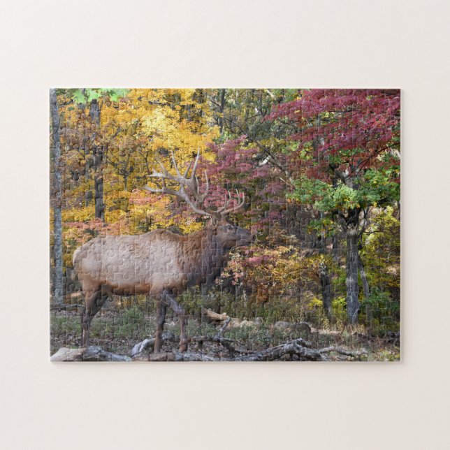 Dominant Bull Elk Autumn Rut Jigsaw Puzzle (Horizontal)