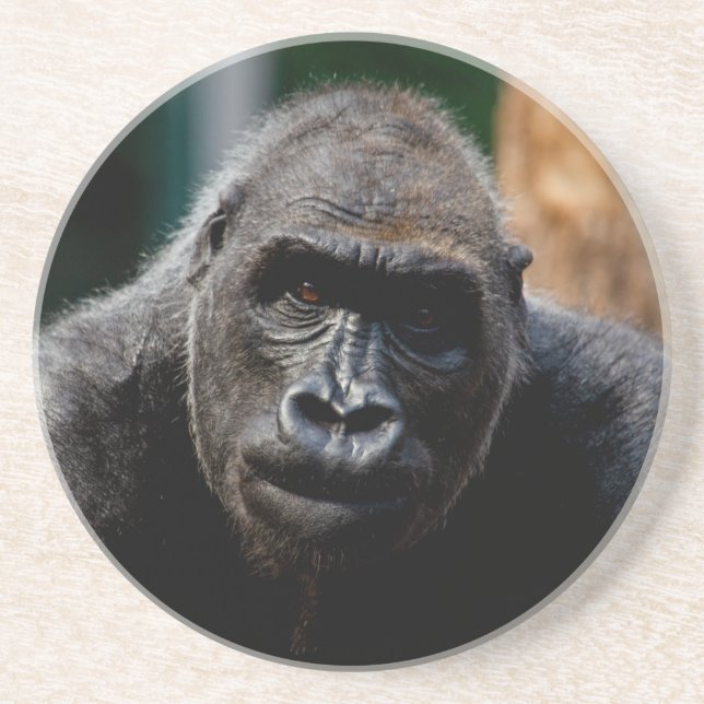 Dominant Primate Gorilla Ape Coaster (Front)