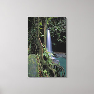 Dominica, Emerald Pool, Waterfall. Canvas Print
