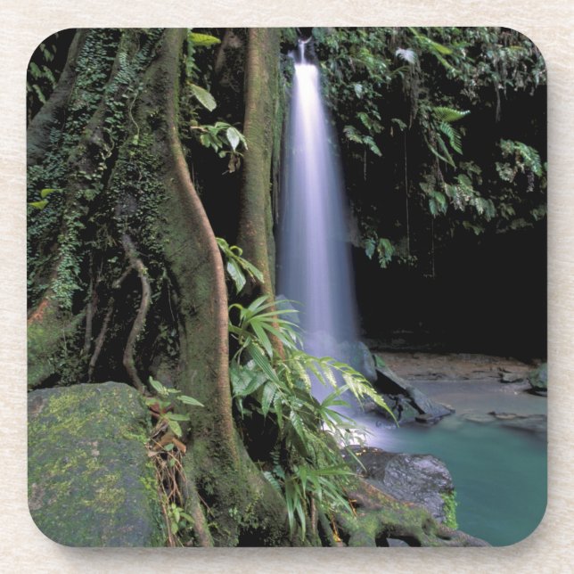 Dominica, Emerald Pool, Waterfall. Coaster (Front)