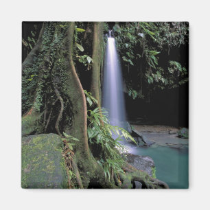 Dominica, Emerald Pool, Waterfall. Magnet
