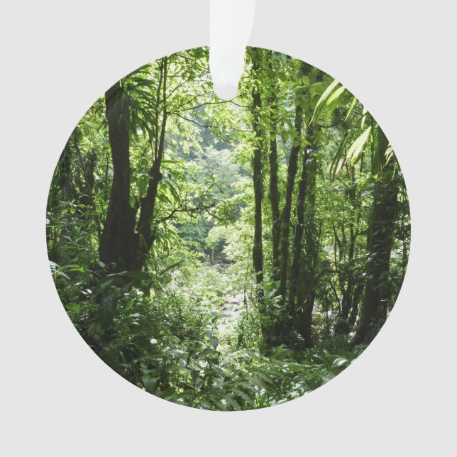 Dominicain Forêt de pluie II Vert tropical (devant)