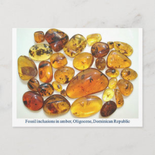 Dominican amber with various insect inclusions postcard