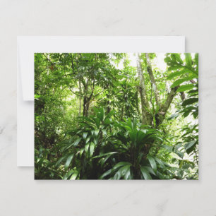 Dominican Rain Forest I Tropical Green Nature