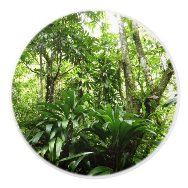 Dominican Rain Forest I Tropical Green Nature Ceramic Knob (Front)