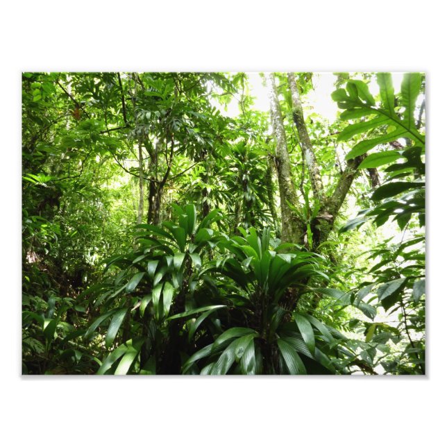 Dominican Rain Forest I Tropical Green Nature Photo Print (Front)
