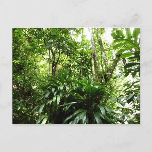 Dominican Rain Forest I Tropical Green Nature Postcard (Front)