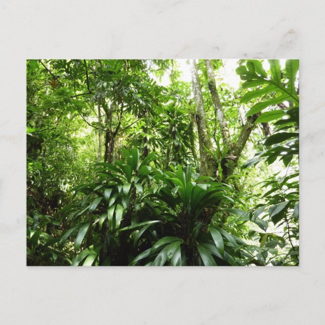 Dominican Rain Forest I Tropical Green Nature Postcard (Front)