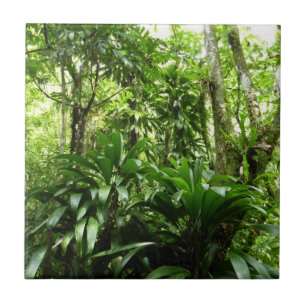 Dominican Rain Forest I Tropical Green Nature Tile